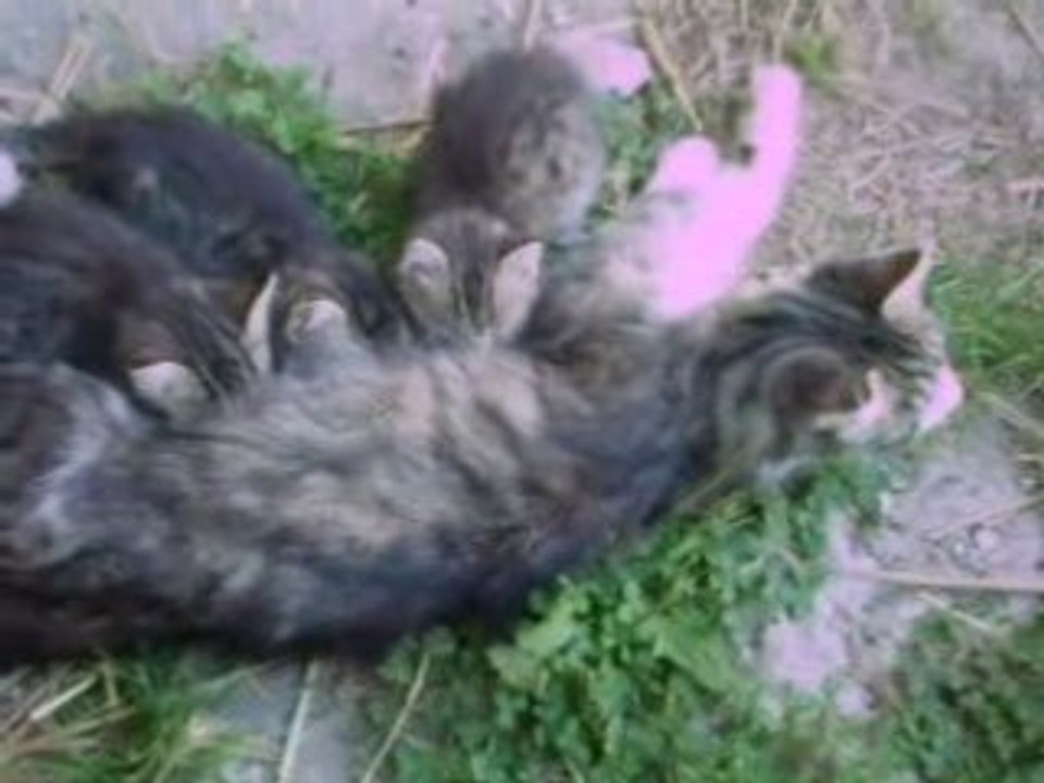 ti'cats