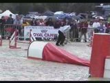 Agility et Jumping Masters 2008