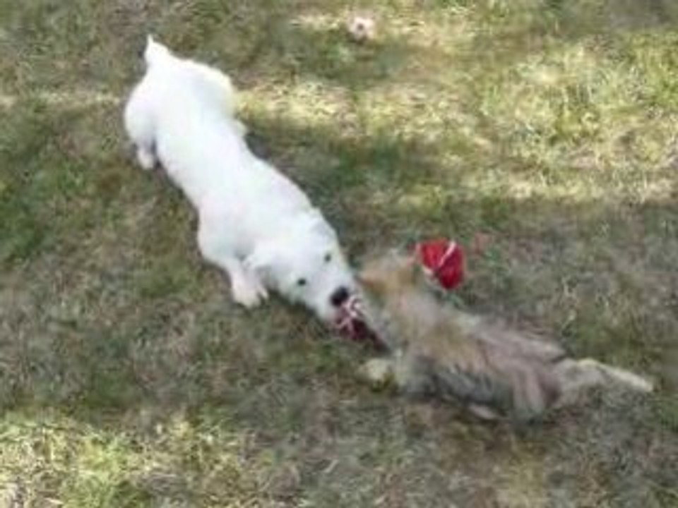 Dolbie et Aral