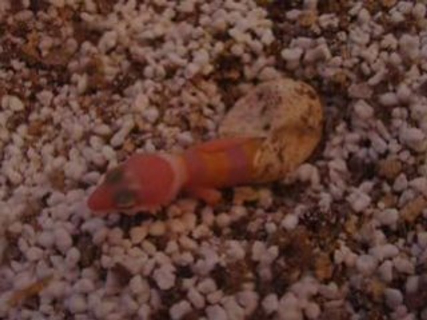 ⁣naissance gecko léopard