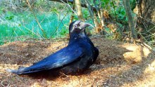 Our Camera Trap Caught Birds Using an Ant Hill