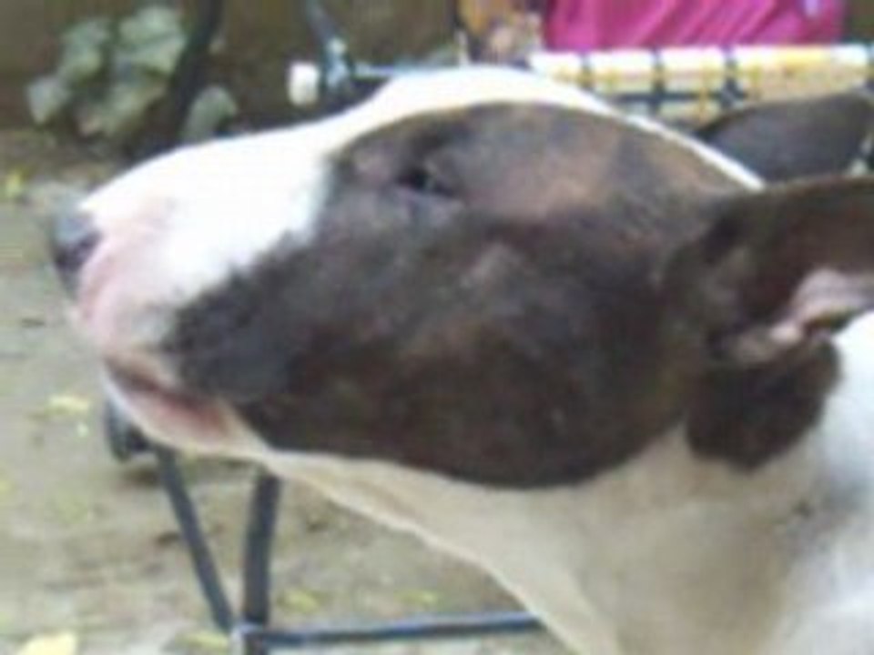 Killer Bullterrier Hund Dog Pit Bull Fight Blood