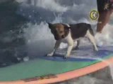 Wakeboarding Dog Auzzie
