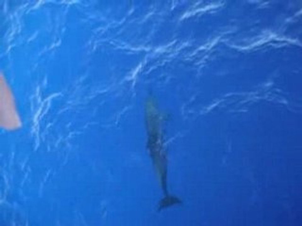 Dauphin Rangiroa