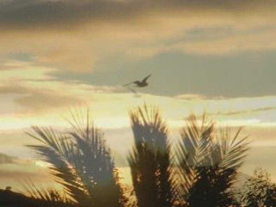Volare les mouettes
