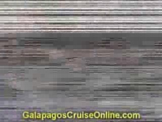 The Galapagos Islands cruise videos - Predators