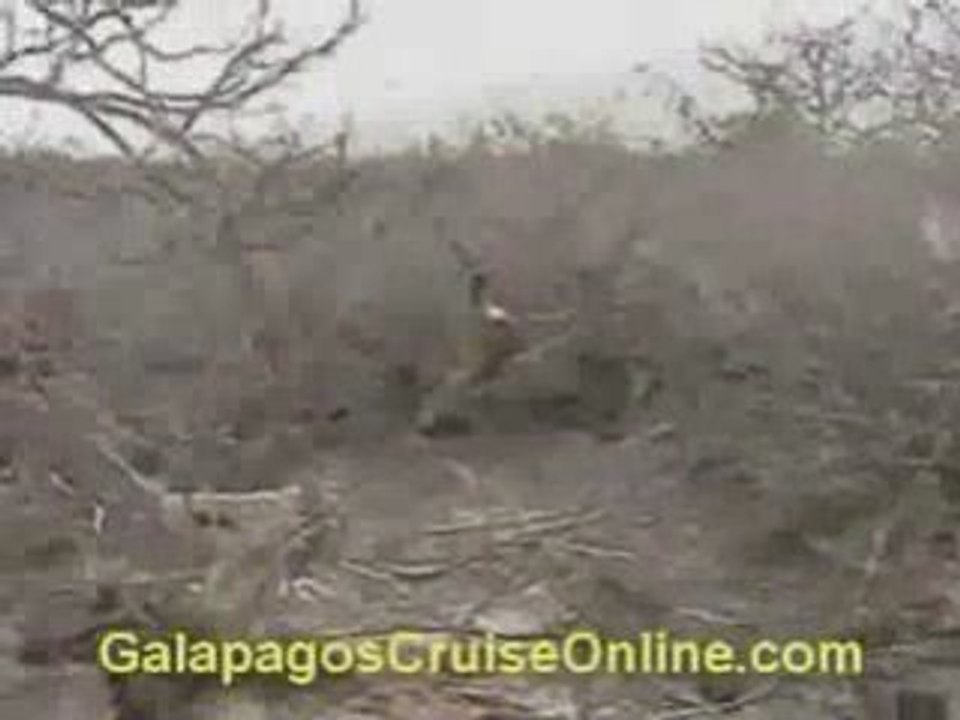 Wildlife - Galapagos Islands Videos