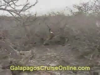 Wildlife - Galapagos Islands Videos
