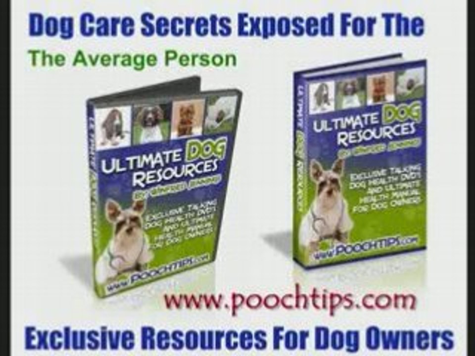 Training Dogs And What You Must Know