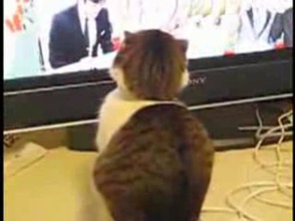 Le chat