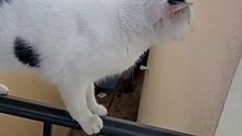 🐾☀️ ¡PATÍO VIP PARA MASCOTAS! 😂 Pernanca, Bombay, Chamacorron y Panchito disfrutando la vida 🐱🐶