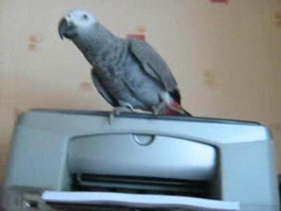 Coucou