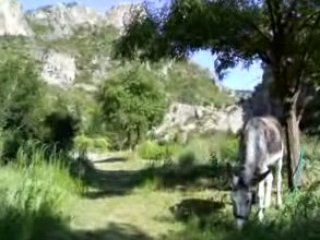 Saint-Guilhem-le-Désert, août 2008