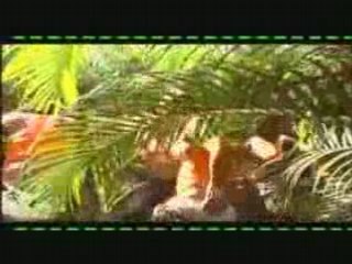 Koffi olomidé bord ezanga kombo LoLo Lo