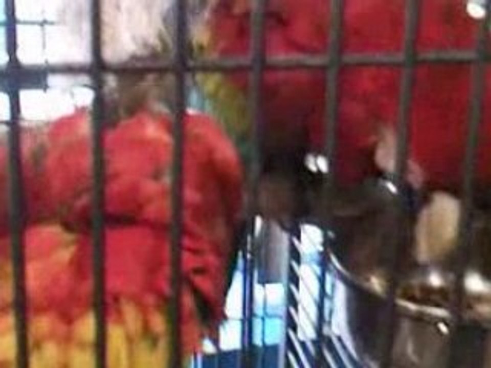 Peroquet animalerie prod P.P