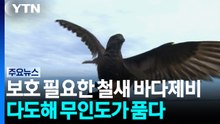 보호 필요한 철새 바다제비...다도해 무인도가 품다 / YTN