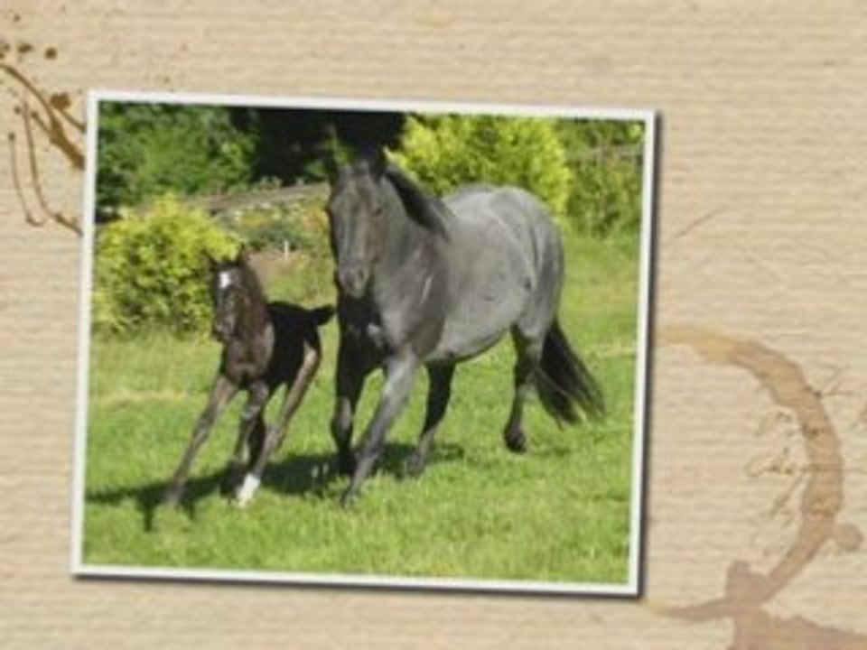 Chevaux1