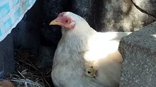 hi little chicks and momma chicken 🐣 lets play hide and seek 🤭🤭 #chicken #higoodmorning #chi