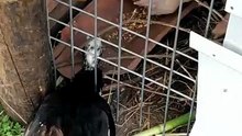 The biggest thieves, who steal all our love and attention 💕💰🤭 #farm #animals