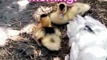 it isn_t a swan lake, but it_s a geese pond 😎 Stretch! 👯 #goose #duck #stretch
