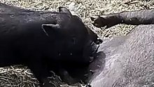 Baby pigs always hungry 🤭🍼🍖🤣 #babypigs #pigsoftiktok #farm