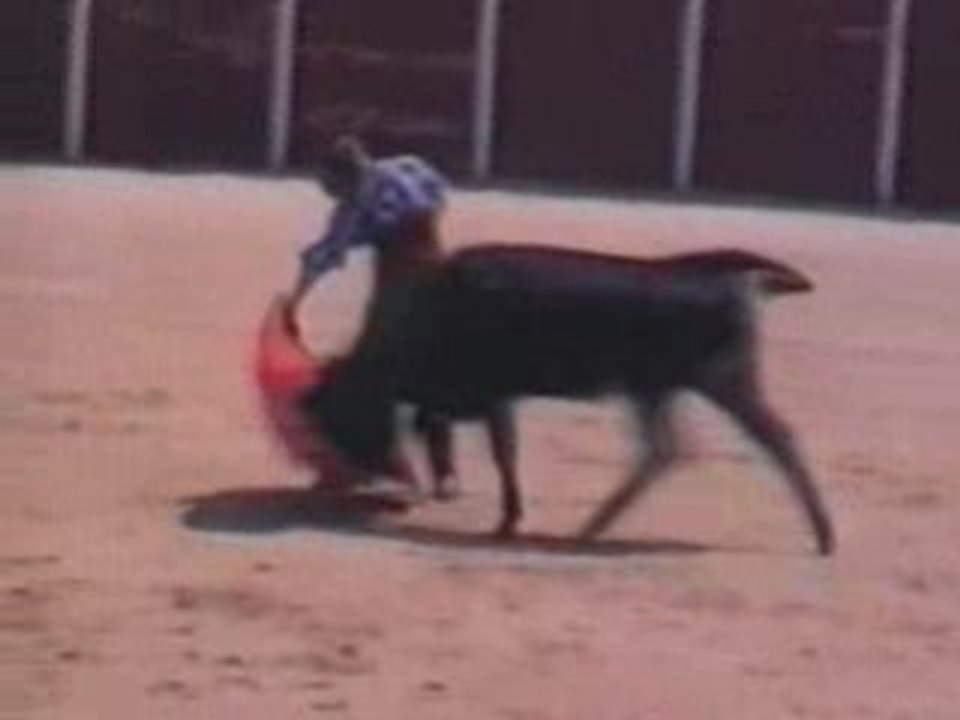 Primera becerra que toreó El Juli en la Escuela. 1993