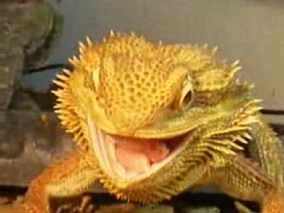 cest la vie les gros mange les petit