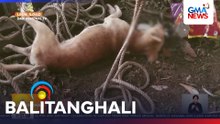 3 aso, hinihinalang nilason para manakaw ang chainsaw na nagkakahalaga ng P30,000 | Balitanghali