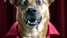 DOG JOKE #1