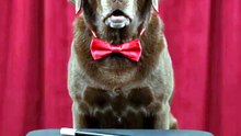 DOG JOKE #2