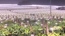 Cool Farmer Lights