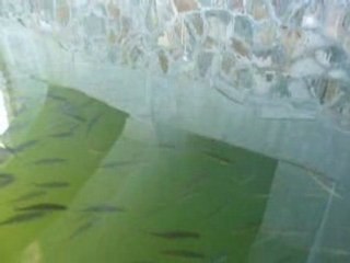 Alevins au lac de Robertville