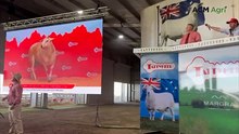 Buyers travel for three days to attend 13th Tattykeel Australian White sale