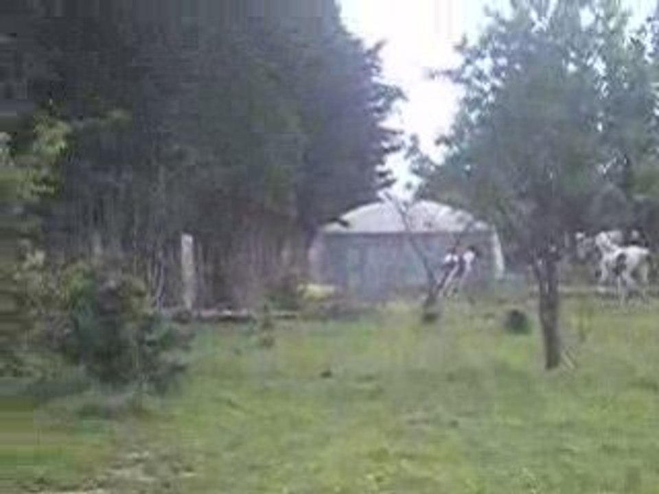 mes juments o galop