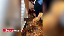 Eski evde halının altında 'hazine' buldular