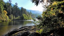 Fleuve des Arbres _ Musique Douce pour l'Âme et l'Esprit