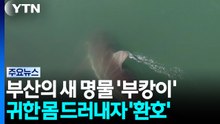 "부캉이가 나타났다!"...귀한 몸 드러내자 환호성 / YTN