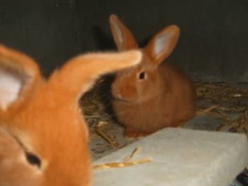 L'élevage des lapins