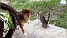 Pets - Funny Video - Amazing! funny 002