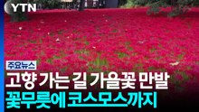 꽃무릇에 코스모스에...고향 오가는 길에 가을 꽃 나들이도 / YTN