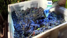 Nocne zbiory winogron odpowiedzią winnicy na ekstremalne upały