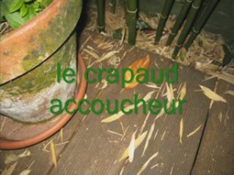 Crapaud_0001