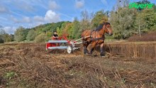 Des chevaux de trait fauchent le lac de Louvain-la-Neuve