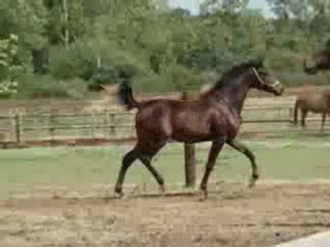 Asoka, Pur sang arabe