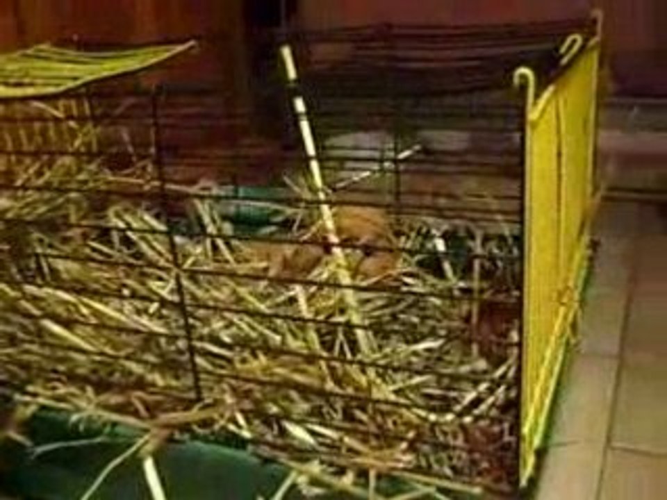 Dido dans la cage du cochon-d'inde