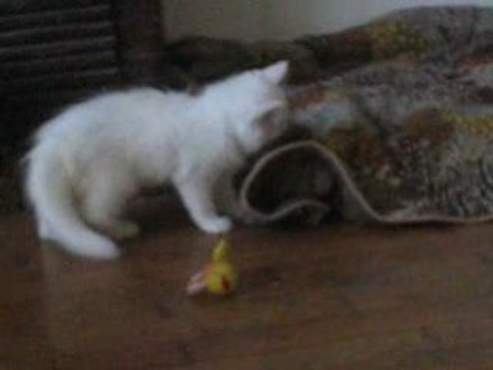 Sushi, un amour de chaton