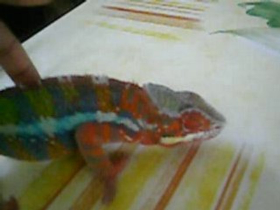 cameleon sambava rouge