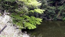 2巻（全3巻）佐倉市・貴重ビデオ【2025年4月7日撮影・被災前の佐倉市】　高崎川～城址公園～歴博　など