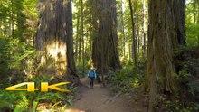 Redwood National Park’s Boy Scout Tree Trail – 4K Virtual Walk Through Jedediah Smith Redwoods