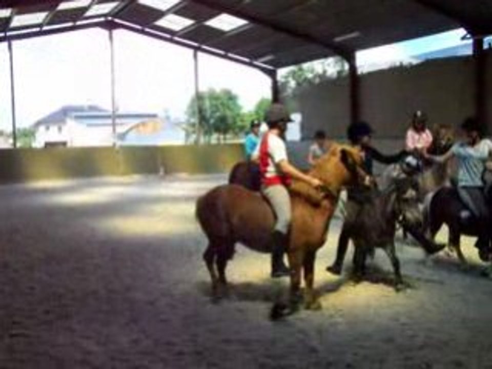 horse ball poneys